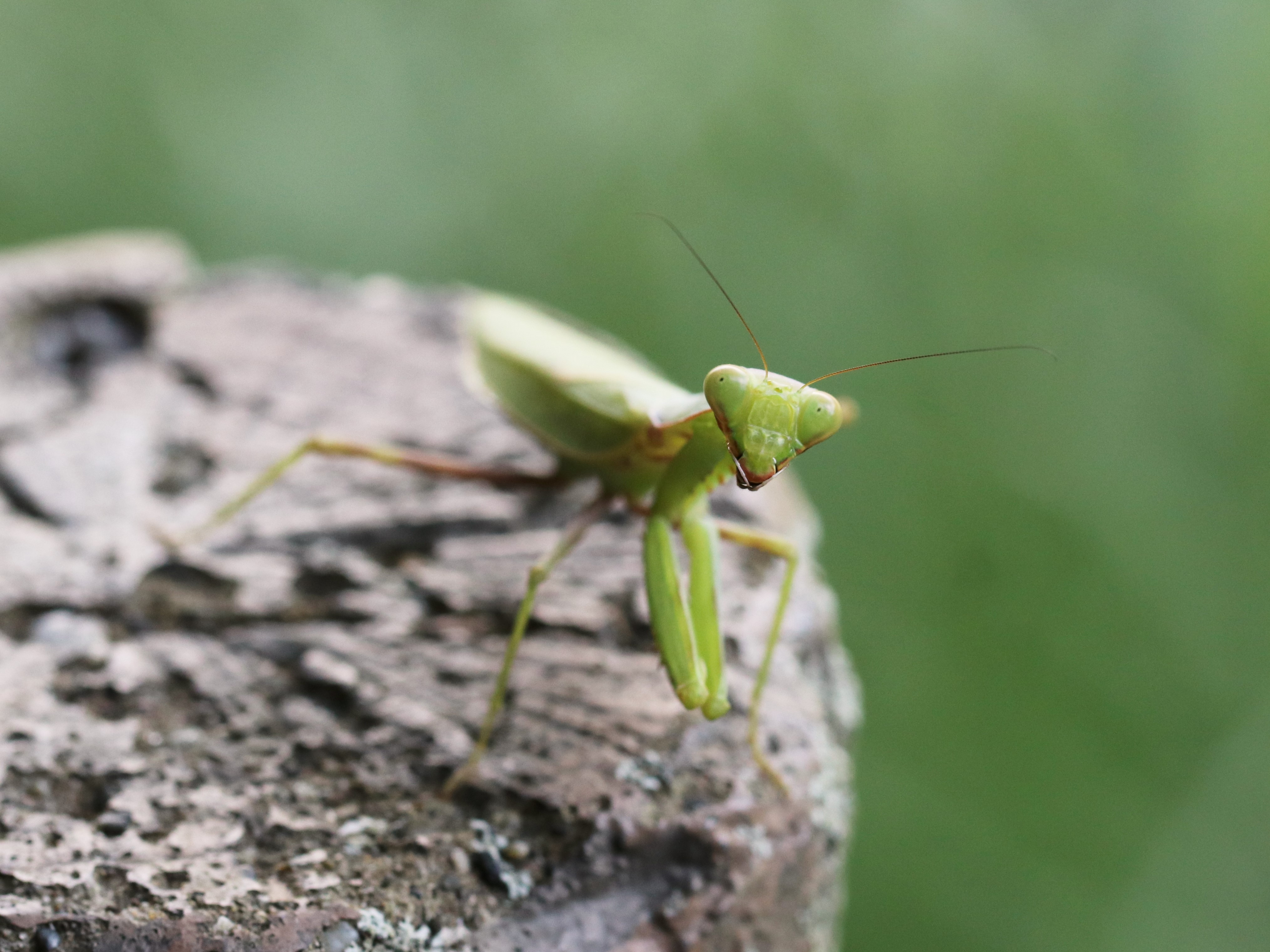 ハラビロカマキリ5